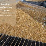 Ασφαλής Αποθήκευση Σιτηρών: Παράγοντες, Κίνδυνοι και Ορθές Πρακτικές