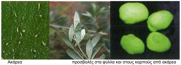 AKAREA