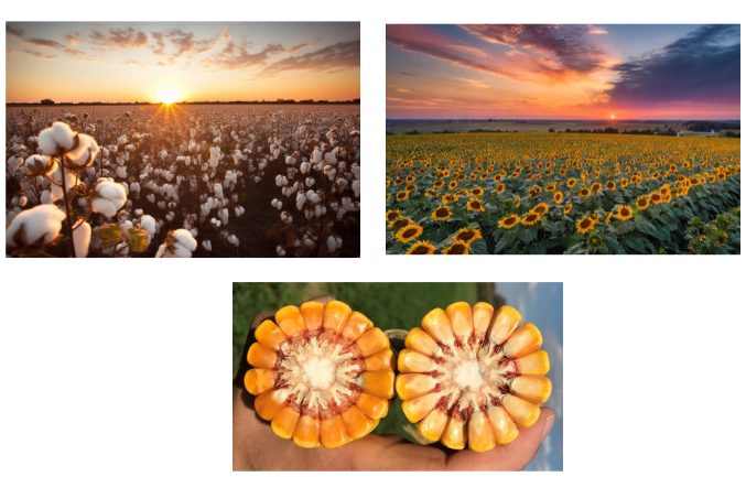 COVER FARMACHEM