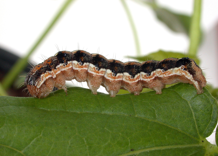CSIRO ScienceImage 7410 A larva of Helicoverpa armigera the worlds worst insect pest11