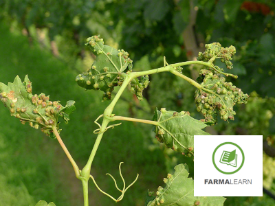Viteus vitifoliae ampeli fyllo kikides 3