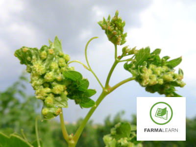 Viteus vitifoliae ampeli fyllo kikides 4
