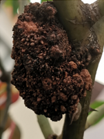 agrobacterium tumefaciens