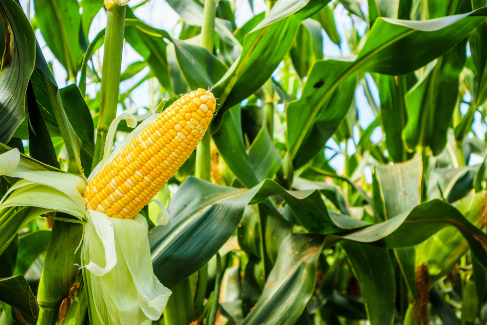 corn