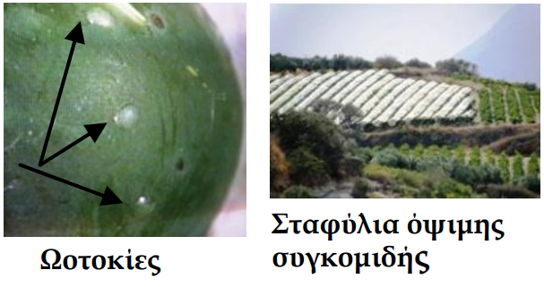 eydemida