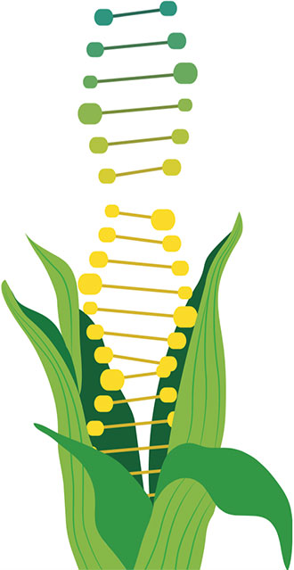gmo