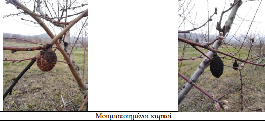 moumiopoihmenoi karpoi