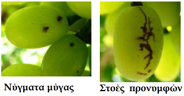 myga mesogeioy