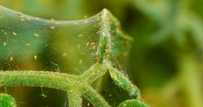 spidermite