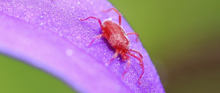 spidermite3