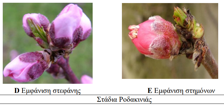 stadia anthisis rodakinias
