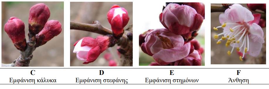 stadia anthisis verikokias