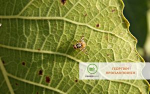 Όλα όσα πρέπει να ξέρεις για τη Μύγα Μεσογείου