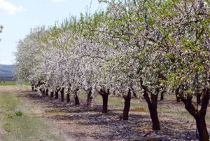 Εμφάνιση μύκητα ξηραίνει αμυγδαλιές! «Επιδημία» σε περιοχές του Δήμου Ελασσόνας
