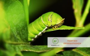 Βαμβάκι: μέτρια επίπεδα συλλήψεων πράσινου σκουληκιού στις περιοχές της Π.Ε. Λάρισας