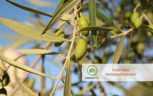 Ελιά: Πυρηνοτρήτης – Ρυγχίτης – Βαμβακάδα