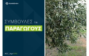 Η βασική λίπανση της Ελιάς – Συμβουλές για Παραγωγούς