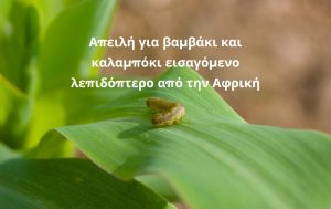 Απειλή για βαμβάκι και καλαμπόκι εισαγόμενο λεπιδόπτερο από την Αφρική