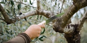 Καλλιεργητικές φροντίδες δέντρων μετά από παγετό, χιόνια & πολύ χαμηλές θερμοκρασίες