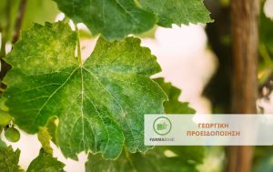 Αμπέλι: Οι σημαντικότεροι εχθροί & ασθένειες κατά τη βλαστική περίοδο
