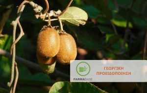 Κατευθυντήριες οδηγίες για το χειμερινό κλάδεμα της ακτινιδιάς