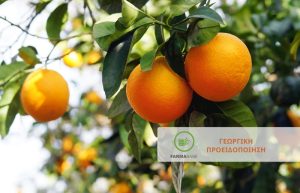 Εσπεριδοειδή: πιο έντονες οι προσβολές σε περιοχές με υψηλή σχετική υγρασία
