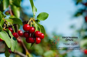 Το κλάδεμα στις κερασιές: Πότε πρέπει να γίνεται;