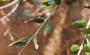Επιβλαβής οργανισμός Xylella fastidiosa μεγίστου κινδύνου