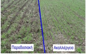 “Αειφόρος παραγωγή σκληρού σίτου στην Ελλάδα” – Μια συνεργασία της εταιρίας Barilla με το Πανεπιστήμιο Θεσσαλίας