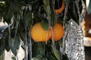 Το αργότερο σε 6 μήνες η καταβολή των αποζημιώσεων στους αγρότες, δηλώνει ο Β. Αποστόλου