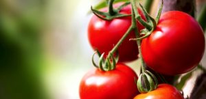 Υπαίθρια & Βιομηχανική Τομάτα: Επεμβάσεις για Περονόσπορο, Αφίδες, Θρίπα & Tuta