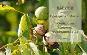 Καρυδιά – Προληπτικά μέτρα φυτοπροστασίας & λίπανσης