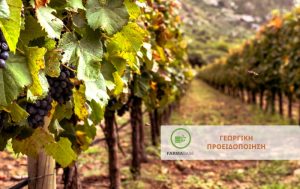 Το κρίσιμο στάδιο της Αμπέλου – Επιμήκυνση και πλήρης ανάπτυξη ανθοταξιών
