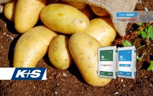 Patentkali & Epso Microtop: Για ποιότητα και παραγωγή στην καλλιέργεια της πατάτας