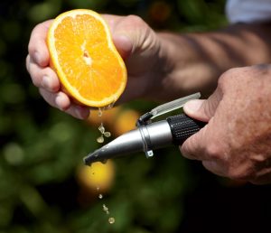 Υψηλά Brix για ανώτερης ποιότητας παραγόμενους καρπούς