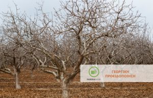 Αμυγδαλιά: ο βροχερός, υγρός, και νεφοσκεπής καιρός είναι ευνοϊκός για την μόλυνση των ανθέων