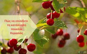 Πως να επιλέξετε τη κατάλληλη ποικιλία Κερασιάς