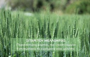 Σιτάρι του μέλλοντος: Περισσότερος καρπός, πιο υγιεινό άμυλο – Εντυπωσιακά τα ευρήματα νέας μελέτης
