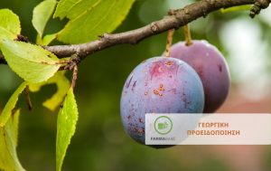 Εμφάνιση Καρπόκαψας στη Δαμασκηνιά