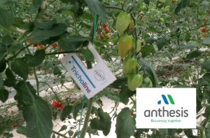 Έλεγχος της Tuta absoluta από το πρώτο στάδιο του βιολογικού της κύκλου, με Tricholine