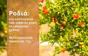 Ροδιά: μία καλλιέργεια που κερδίζει χώρο τα τελευταία χρόνια / Καλλιεργητικές πρακτικές