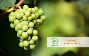 Έναρξη της 3ης γενεάς Ευδεμίδας στο Αμπέλι από αρχές Ιουλίου