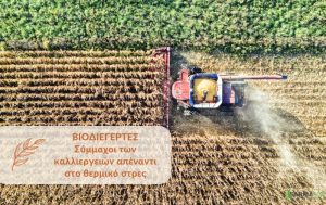 Βιοδιεγέρτες: Σύμμαχοι των καλλιεργειών απέναντι στο θερμικό στρες