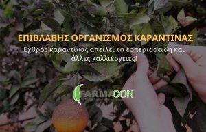 Εχθρός καραντίνας απειλεί τα εσπεριδοειδή και άλλες καλλιέργειες!