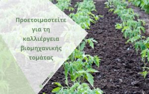 Προετοιμαστείτε για την καλλιέργεια βιομηχανικής τομάτας