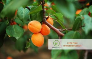 Προληπτικές επεμβάσεις στην πτώση των πετάλων σε Βερίκοκο, Ροδάκινο, Δαμάσκηνο, Νεκταρίνι