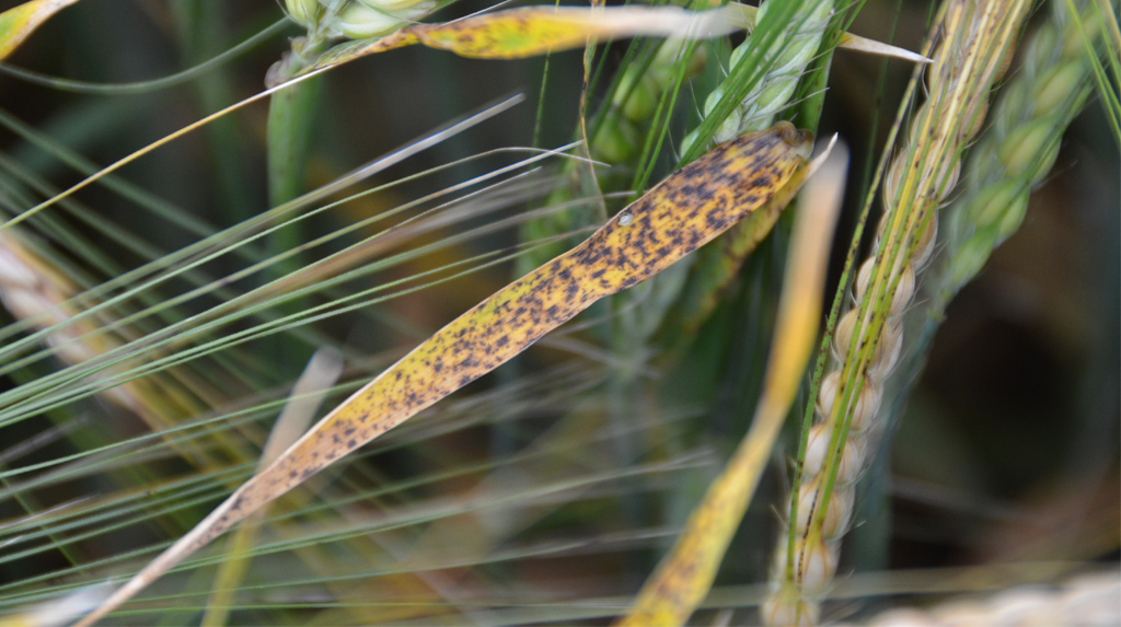 1024x573px news big ramularia