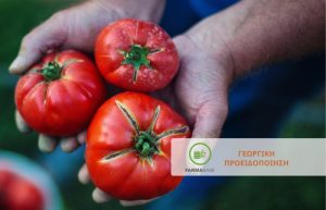 Υπαίθρια και Βιομηχανική Τομάτα: αύξηση προσβολών