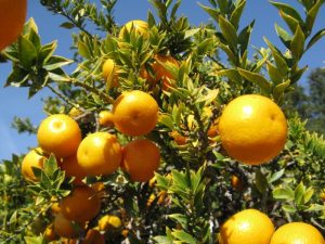 Συστήνονται επεμβάσεις για Ανθοτρήτης και Διαλευρώδης στα Εσπεριδοειδή