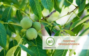 Καρυδιά σε λήθαργο: οι κρίσιμες καλλιεργητικές εργασίες του χειμώνα